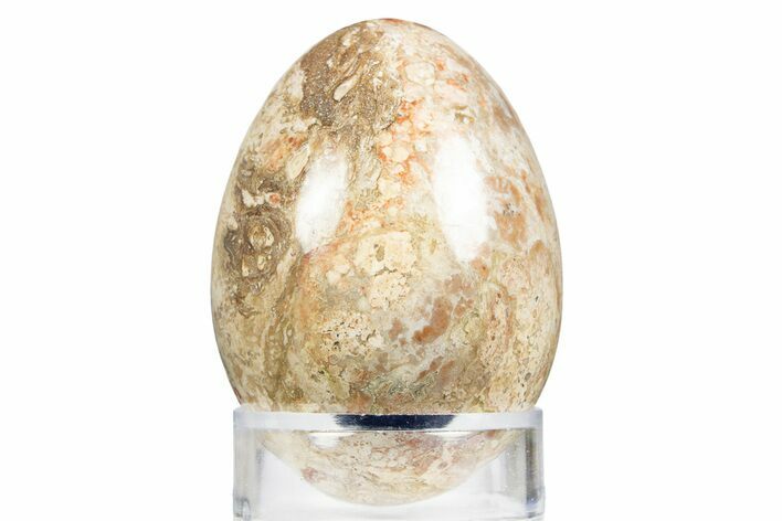 Polished Petrified Palm Root Egg - California #309041